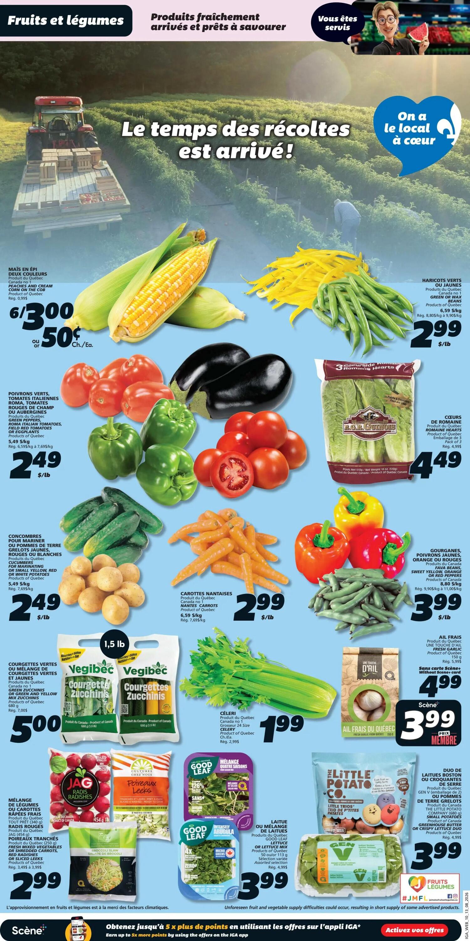 IGA Quebec weekly flyer specials page 4 features a 'Harvest Time is Here!' theme with fresh produce. Highlights include two-colour corn on the cob for 6/$3.00 or $0.50 each, green or red seedless grapes for $2.49/lb, green peppers, field red tomatoes, or eggplants for $2.49/lb, and cucumbers or small yellow and white potatoes for $2.49/lb. Also featured are green or wax beans for $2.99/lb, baby carrots for $2.99/lb, and a 3-pack of romaine hearts for $4.49. Other deals include fresh zucchini or a mix of green and yellow zucchini for $5.00, whole garlic or fresh garlic for $4.99, and celery for $1.99. Salad options include Good Leaf arugula or lettuce mix for $3.99, and a 4-season salad mix for $3.99. The Little Potato Company small potatoes are $3.99, and a duo of greenhouse butter or red butter lettuce is $3.99. The flyer also promotes 'On a local heart' and 'You are served' with a cartoon character. The bottom of the page has a message about unforeseen fruit and vegetable supply difficulties and an offer to earn 5x points on the IGA app.