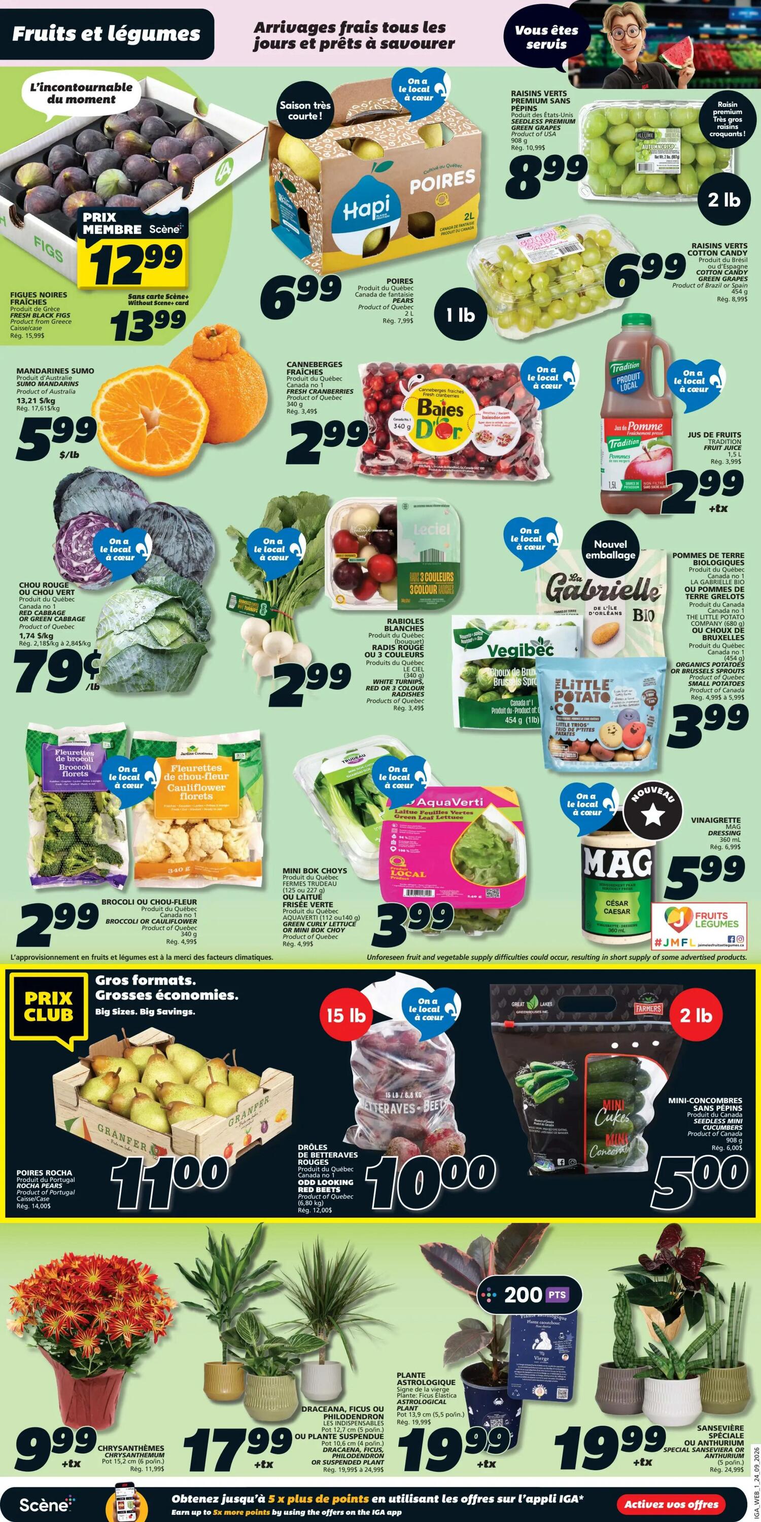 IGA Weekly Flyer Specials Page 3: Features a variety of fresh fruits and vegetables. Highlights include fresh figs for $12.99 (member price) or $13.99 without card, Sumo mandarins for $5.99/lb, Hapi pears for $6.99/lb, and seedless green grapes for $8.99/2 lb. Also available are fresh cranberries for $2.99, red cabbage or green cabbage for $0.79/lb, white turnips or radishes for $2.99, and fresh fruit juice for $2.99. Featured vegetables include broccoli or cauliflower florets for $2.99, mini bok choy or green curly lettuce for $3.99, and AquaVerti green leaf lettuce for $3.99. Large produce items include Granfer pears for $11.00, and Odd Looking red beets for $10.00. Also on sale are mini cucumbers for $5.00. The flyer also showcases houseplants: Chrysanthemums for $9.99, Dracaena, Ficus or Philodendron plants for $17.99, and Astrological plants for $19.99. Special offer: Earn up to 5x more points on select offers with the IGA app.