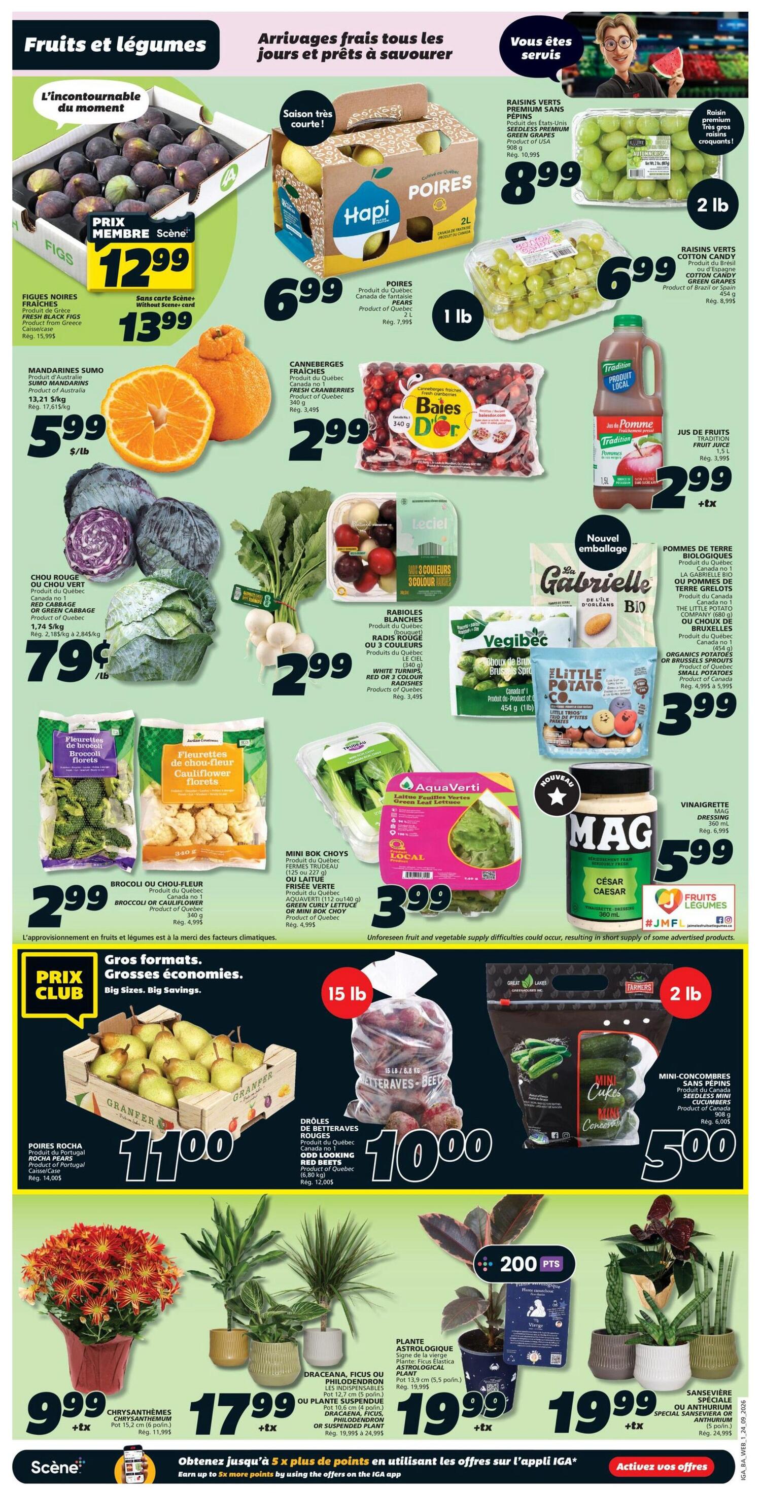 IGA Weekly Flyer Specials Page 3: Features fresh fruits and vegetables. Highlights include fresh figs for $12.99 (member price) or $13.99, Sumo mandarins for $5.99/lb, Hapi pears for $6.99/lb, green seedless grapes for $8.99/2 lb, and cotton candy grapes for $6.99/lb. Also featured are fresh cranberries for $2.99, red cabbage for $0.79/lb, radishes for $2.99, and broccoli or cauliflower florets for $2.99. AquaVerdi green leaf lettuce is $3.99. Other specials include Gabrielle organic potatoes or Brussels sprouts for $3.99, and MAG Caesar dressing for $5.99. Large format produce includes Rocha pears for $11.00 and mixed root vegetables (beets, carrots) for $10.00. Mini cucumbers are $5.00. Floral offerings include chrysanthemums for $9.99, and houseplants like Dracaena, Ficus, Philodendron, Astrological plant, and Sansevieria for $17.99 and $19.99. Earn up to 5x more points with offers on the IGA app.
